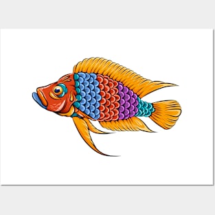 calvus cichlid fish colorful Posters and Art